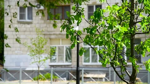 Fresh green spring leaves on a tree in a city park Stock Footage 310045229