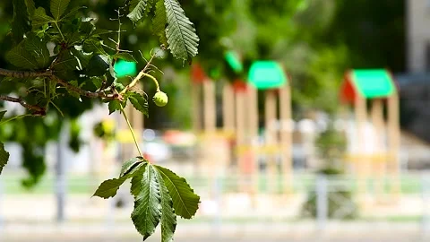 Fresh green spring leaves on a tree in a city park Stock Footage 310045248