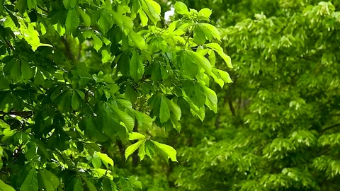 Fresh green spring leaves on a tree in a city park 库存影片 339766281