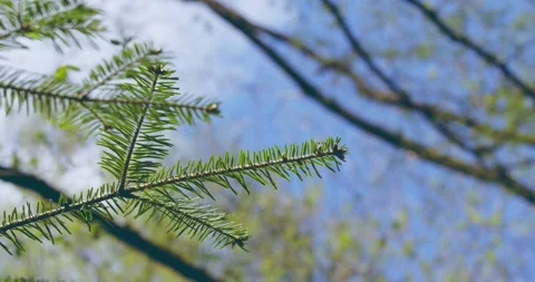 Fresh green spring pine tree needles on the wind in the forest Stock Footage 155727920