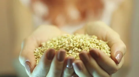 Fresh Green Sprouts Buckwheat in the hands Closeup. Stock Footage 59643696