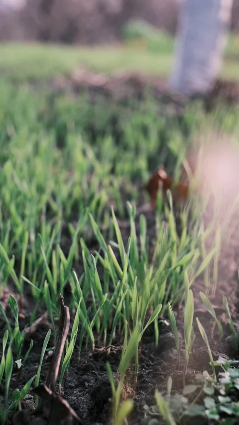 Fresh green sprouts emerging from dark soil in a close-up view. A vibrant s.. Stock Footage 323177646