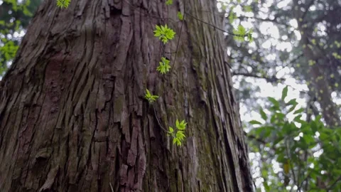 Fresh Green Sprouts Emerging from Tree Bark in Spring Forest Stock Footage 337153074