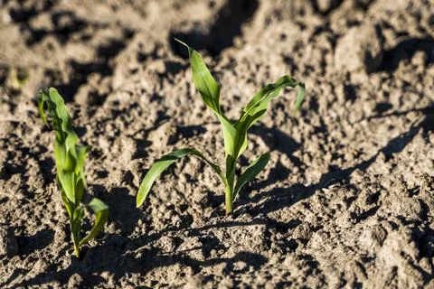 Fresh green sprouts of maize in spring on the field, soft focus. Growing young Stock Photos