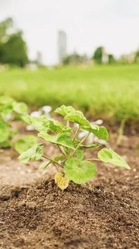 Fresh green sprouts of vegetables in spring on the field, soft focus. Growi.. Stock Photos