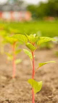 Fresh green sprouts of vegetables in spring on the field, soft focus. Growi.. Stock Photos