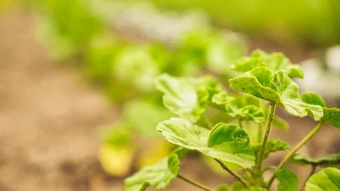 Fresh green sprouts of vegetables in spring on the field, soft focus. Growing Stock Photos
