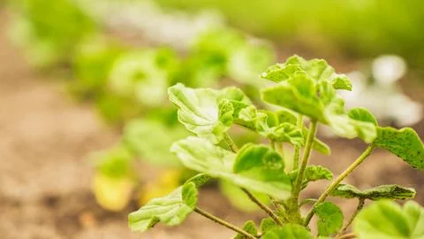 Fresh green sprouts of vegetables in spring on the field, soft focus. Growi.. Stock Photos