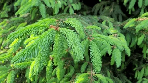 Fresh green spruce branch in spring Stock-Footage 276560653