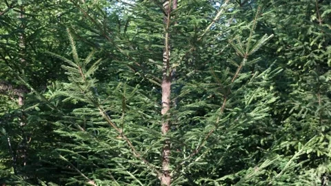 Fresh green spruce branches in forest. Ecology, nature environment. Front view Stock Footage 231391853