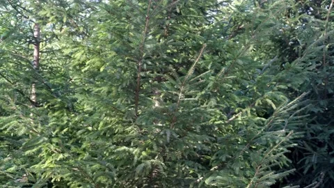 Fresh green spruce branches in forest. Ecology, nature environment. Front view Stock Footage 231392010