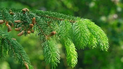 Fresh green spruce branches in the forest. Ecology, nature environment. Front vi Stock Footage 243189954