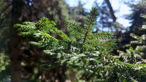 Fresh Green Spruce Branches In Sunlight Vídeo Stock 345041962