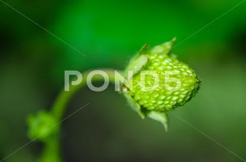 Fresh green strawberry on stem with natural background Stock Photos