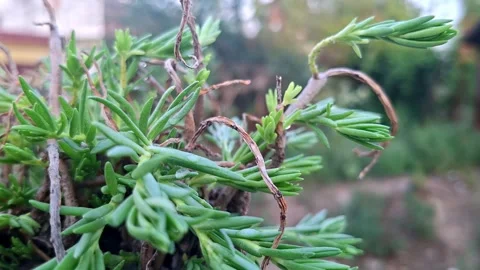 Fresh Green Succulent Leaves On Thin Stems 库存影片 336418076