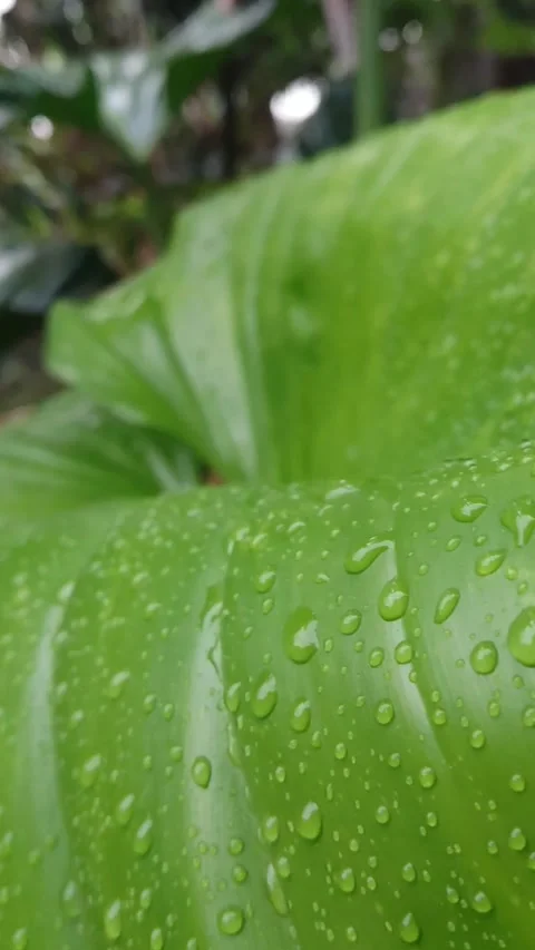 Fresh green taro leaf close up. Taro leaves wet by rainwater Stock Footage 284122336