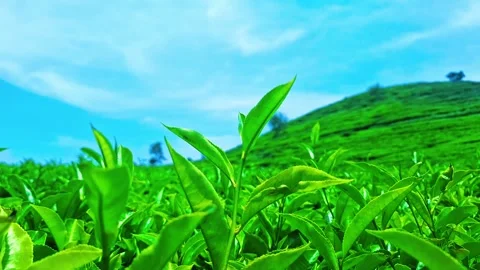 Fresh green tea Stock Footage 287989648