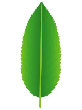 Fresh green tea leaf isolated on a white background Stock Illustration