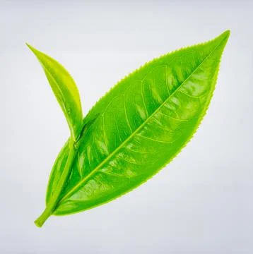 Fresh Green Tea Leaf Isolated on White Background Representing Botanical He.. Stock Photos