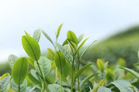 Fresh green tea leaf Stock Photos