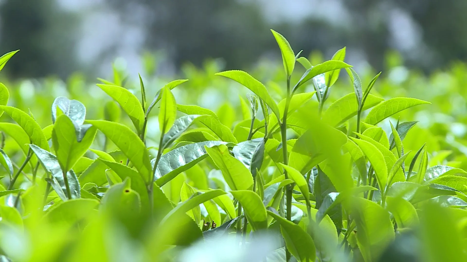 Fresh Green Tea Leaves Benefits Hi Res Video