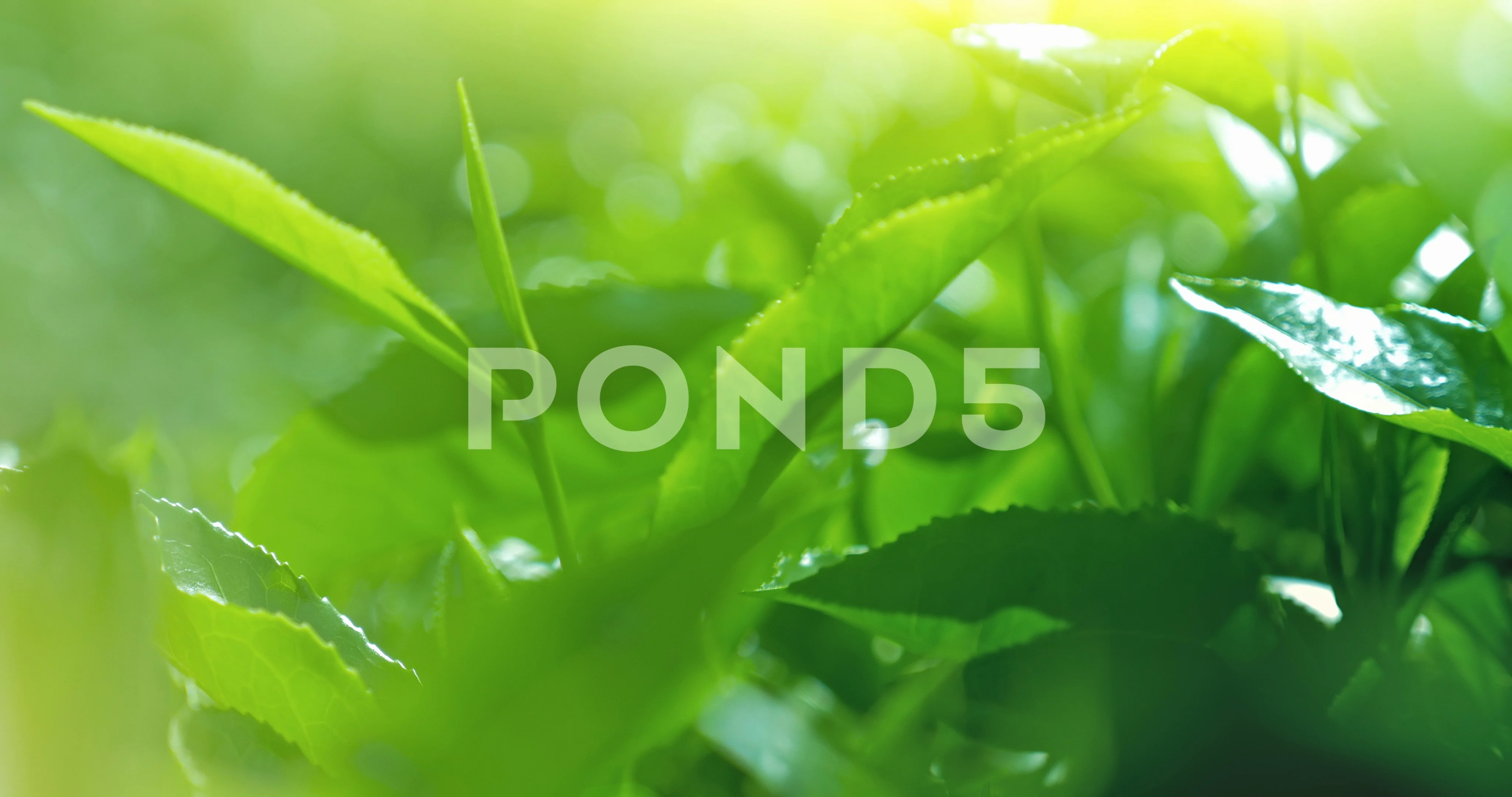 Fresh green tea leaves on blurred bokeh ... | Stock Video | Pond5