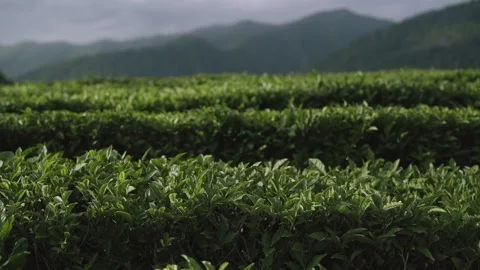Fresh green tea leaves close up on tea plantations Stock Footage 138158554