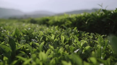 Fresh green tea leaves close up on tea plantations Stock Footage 138159021