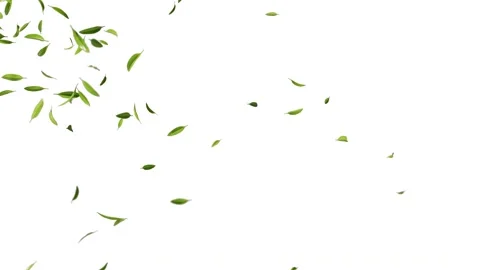 Fresh green tea leaves falling and floating on white background in slow motio Vídeos de archivo 332151985
