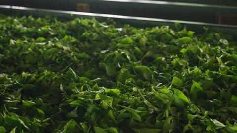 Fresh green tea leaves spread for drying in factory setting, crucial processing Stock Footage 274665019