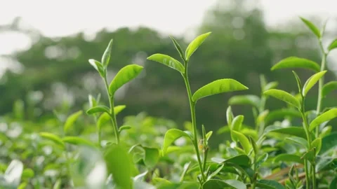 Fresh Green Tea Leaves on a Tea Plantation Surrounded by Lush Nature in Bri.. Stock Footage 334042899