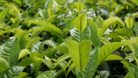 Fresh green tea sprouts blowing softly in the countryside field. Video stock 336712291
