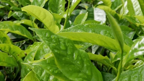 Fresh green tea sprouts covered in glistening morning dewdrops. Video stock 336712424