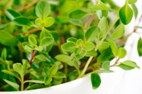 Fresh green thyme Stock Photos