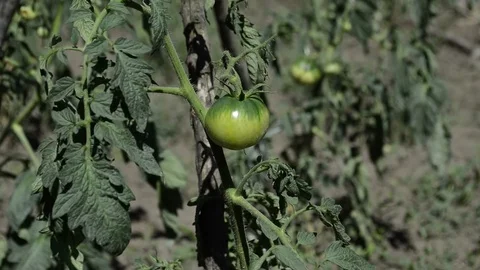 Fresh green tomatoes Vidéo 91455113