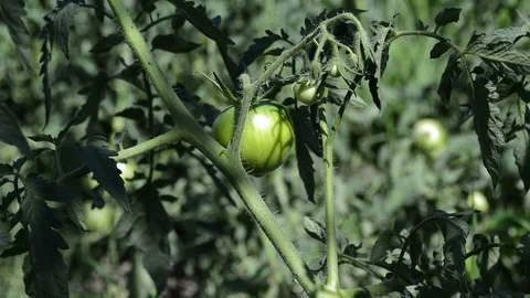 Fresh green tomatoes Видео 92835686