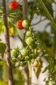 Fresh green tomatoes in the garden, vegetarianism, gifts of nature Stock Photos