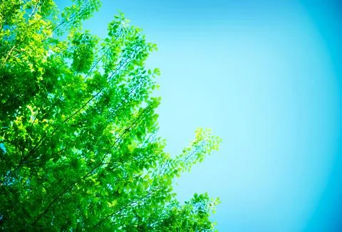 Fresh green tree border Stock Photos