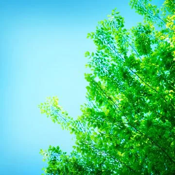 Fresh green tree border Stock Photos