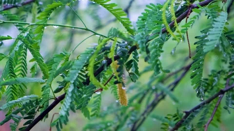 Fresh green tree branches in spring rain with water drops, peaceful rainy nature Stock-Footage 254907398