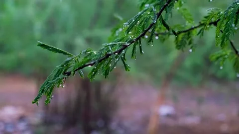 Fresh green tree branches in spring rain with water drops, peaceful rainy nature 스톡 동영상 254907408