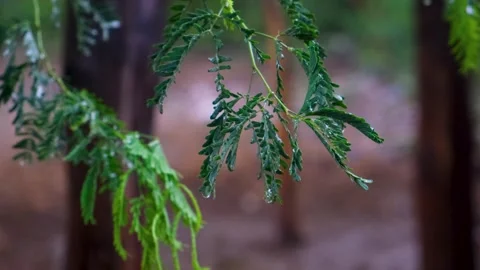 Fresh green tree branches in spring rain with water drops, peaceful rainy nature Stock-Footage 254907429
