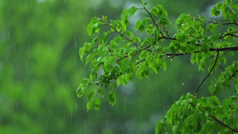 Fresh green tree branches in spring rain with water drops and soft natural Stock Footage 335968498