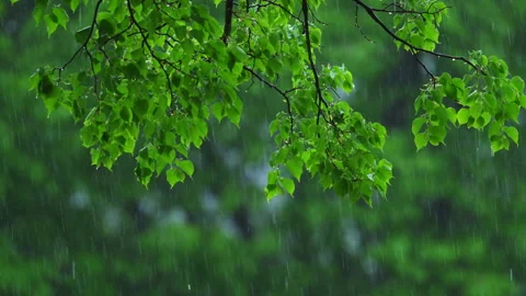 Fresh green tree branches in spring rain with water drops and soft natural Stock Footage 335968503