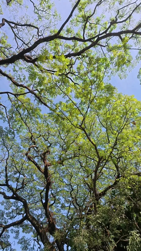 Fresh green tree canopy spreading across a clear blue sky Stock Footage 342589579