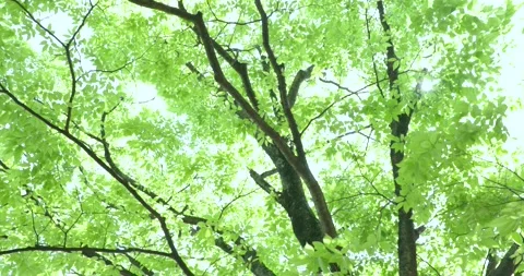 Fresh green tree Video stock 161864625