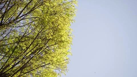 Fresh green tree leaves swaying against blue sky with copy space Stock Footage 346375919