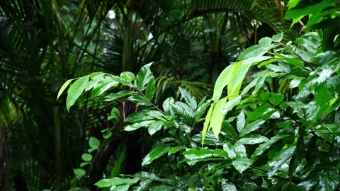 Fresh Green Tree Leaves Wet with Raindrops in Tropical Rainforest 스톡 동영상 343800949