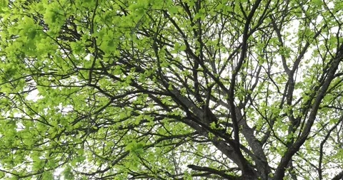 Fresh green tree with spreading branches Stock Footage 162477184