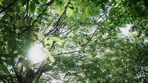 Fresh green tree with sun lighting Stock Footage 108237812